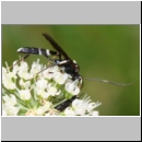 Achaius oratorius - Schlupfwespe m01a 15mm - OS-Hellern Wiese det06.jpg